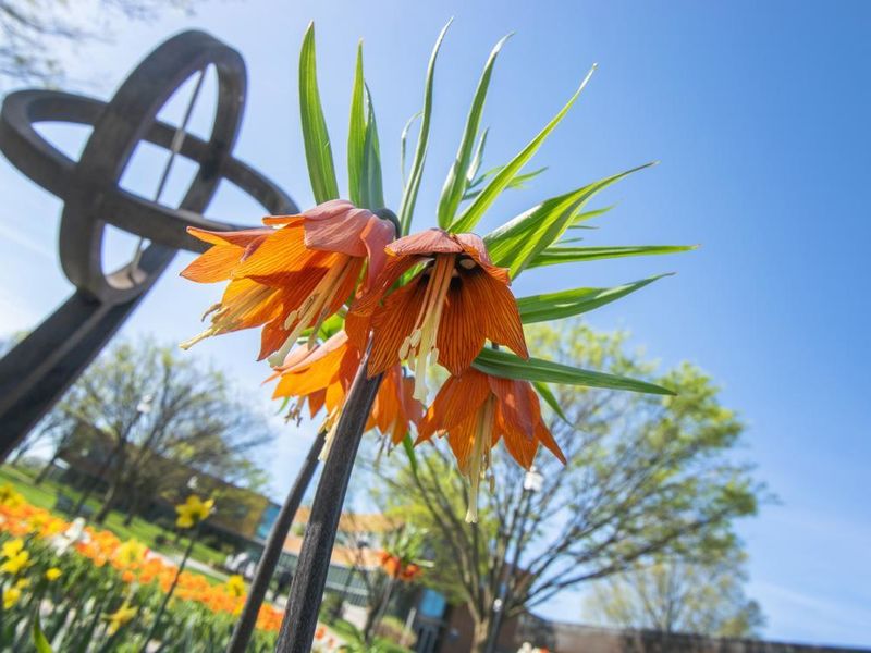 An orange flower with a Penn State landmark in the background
