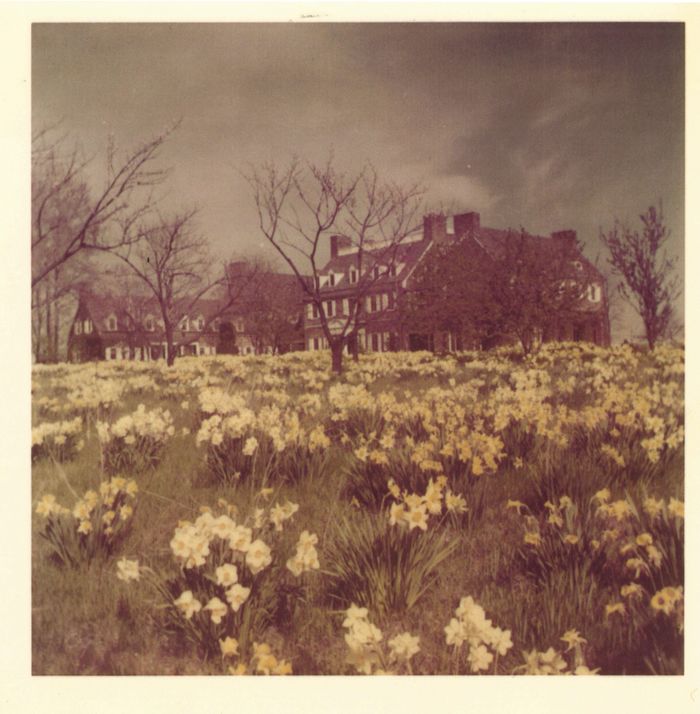 A historic color photo showing daffodils in front of a country mansion