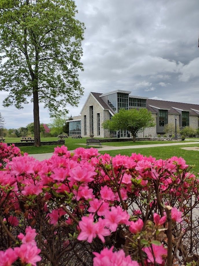 Pink rhododendron in the foreground with an academic building and large tree in the background