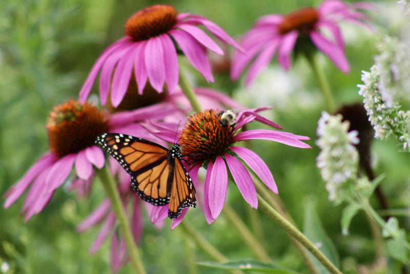 Four purple flowers, one with both a monarch butterfly and bumble bee on top of it