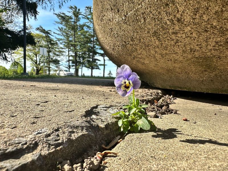 A small purple flower grows in the crack of a sidewalk