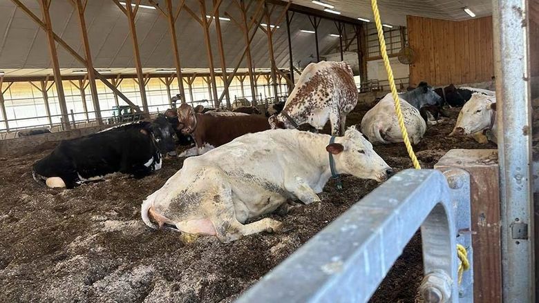 Cows inside a barn