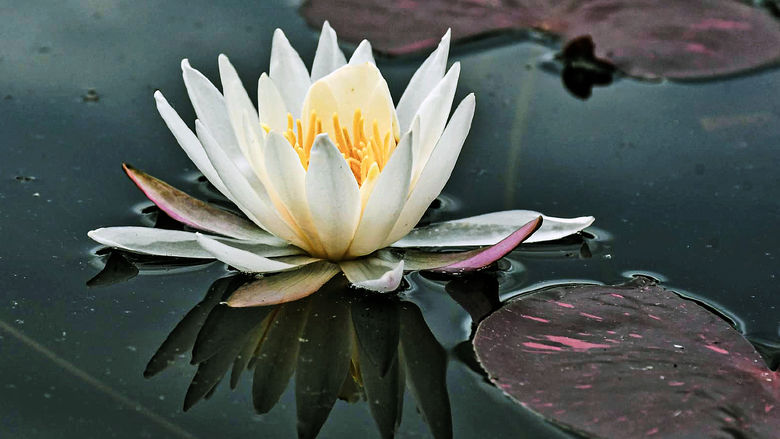 A white water lily floating on water