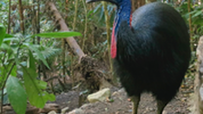 adult cassowary standing showing blue head feather, red chest feathers in jungle area