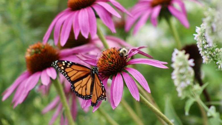Four purple flowers, one with both a monarch butterfly and bumble bee on top of it