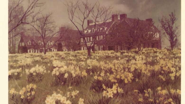 A historic color photo showing daffodils in front of a country mansion