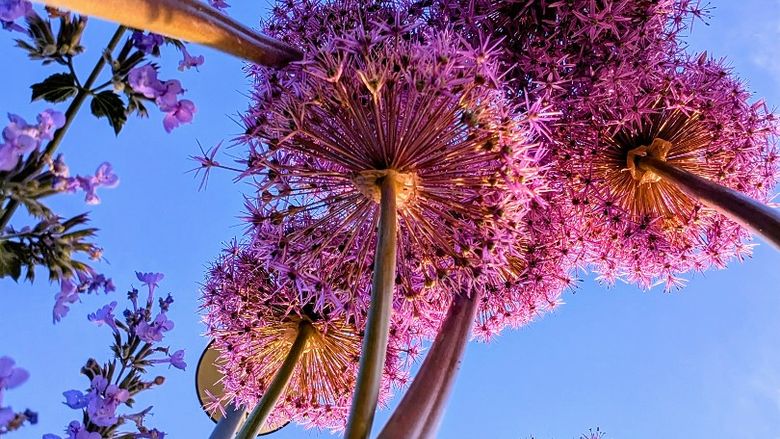 A picture looking up to the sky through a group of purple flowers