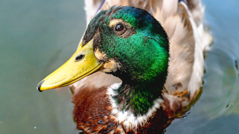 A close up of a mallard duck