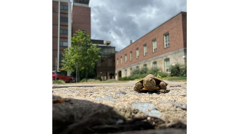 A small turtle crawls on a sidewalk