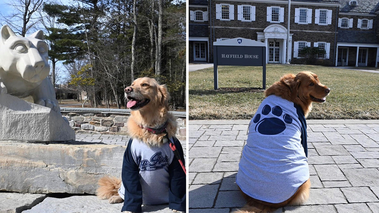 Two photos of dogs wearing Penn State Wilkes-Barre shirts.