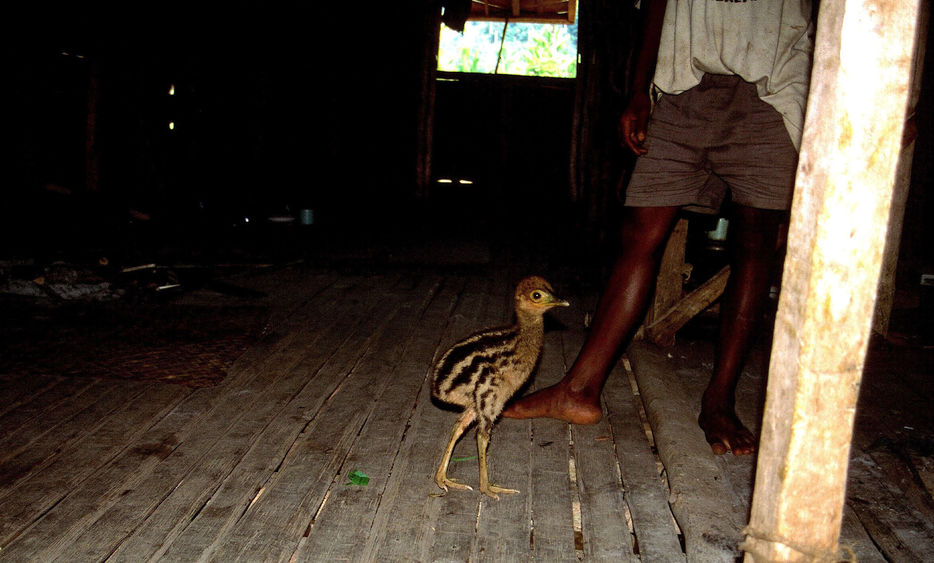 scrawny looking brown cassowary chick on a wood floor