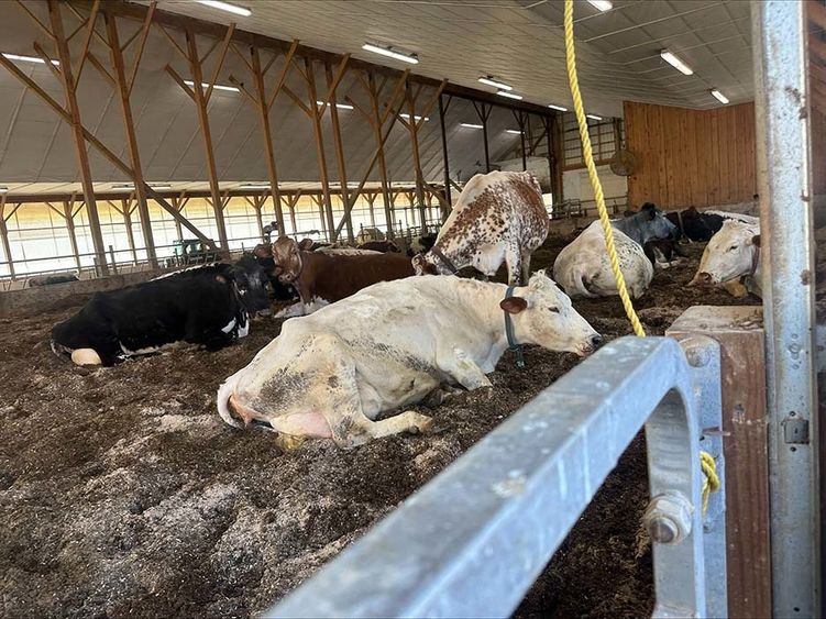 Cows inside a barn