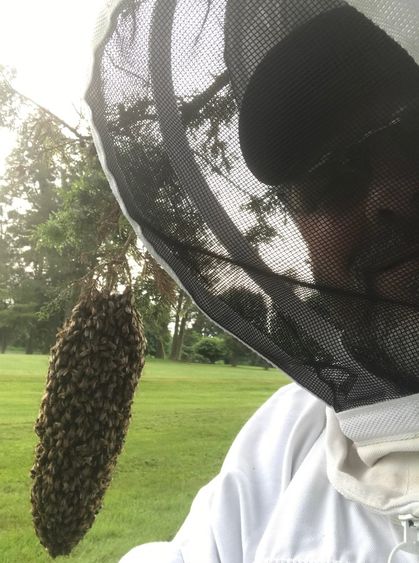 Russell Johnson with bee swarm