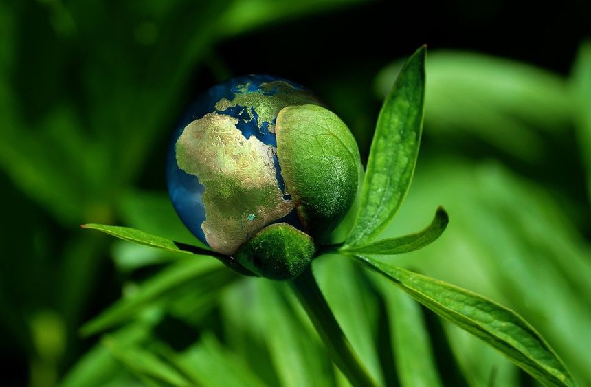 A close-up image of a plant