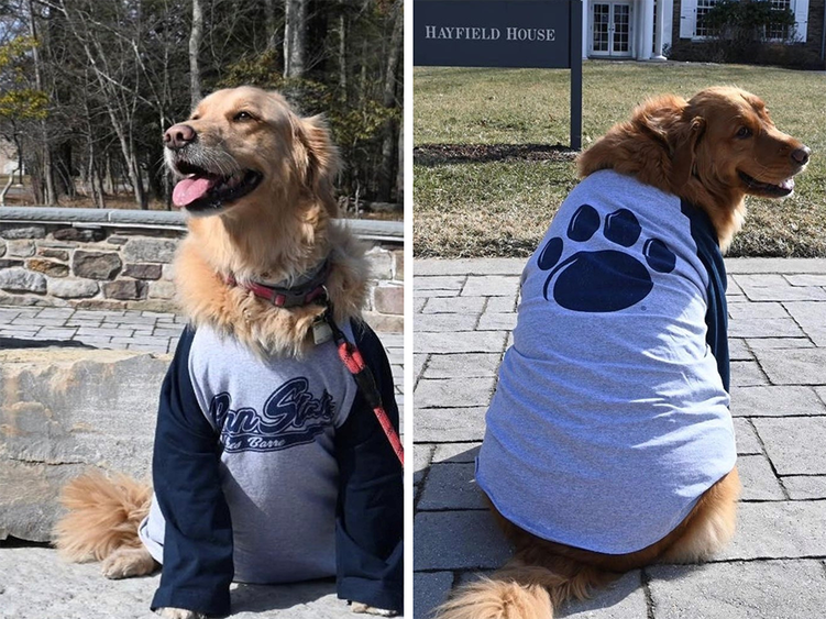 A split image of two golden retrievers, each wearing a Penn State Wilkes-Barre shirt.