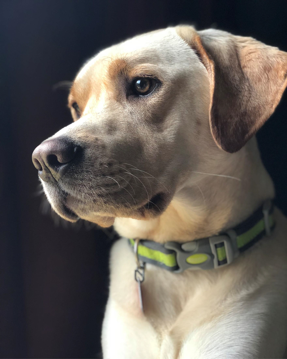 A close-up head shot of a golden labrador dog named Cooper
